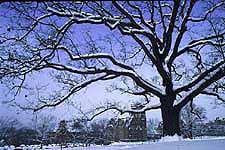 Cornell Oak Tree