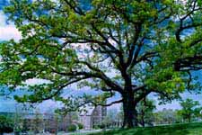 Cornell Oak Tree in Spring